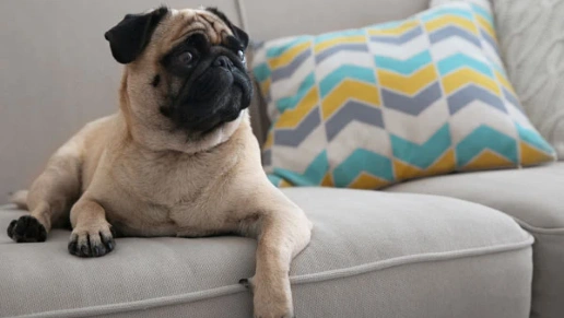 Star House Móveis Planejados